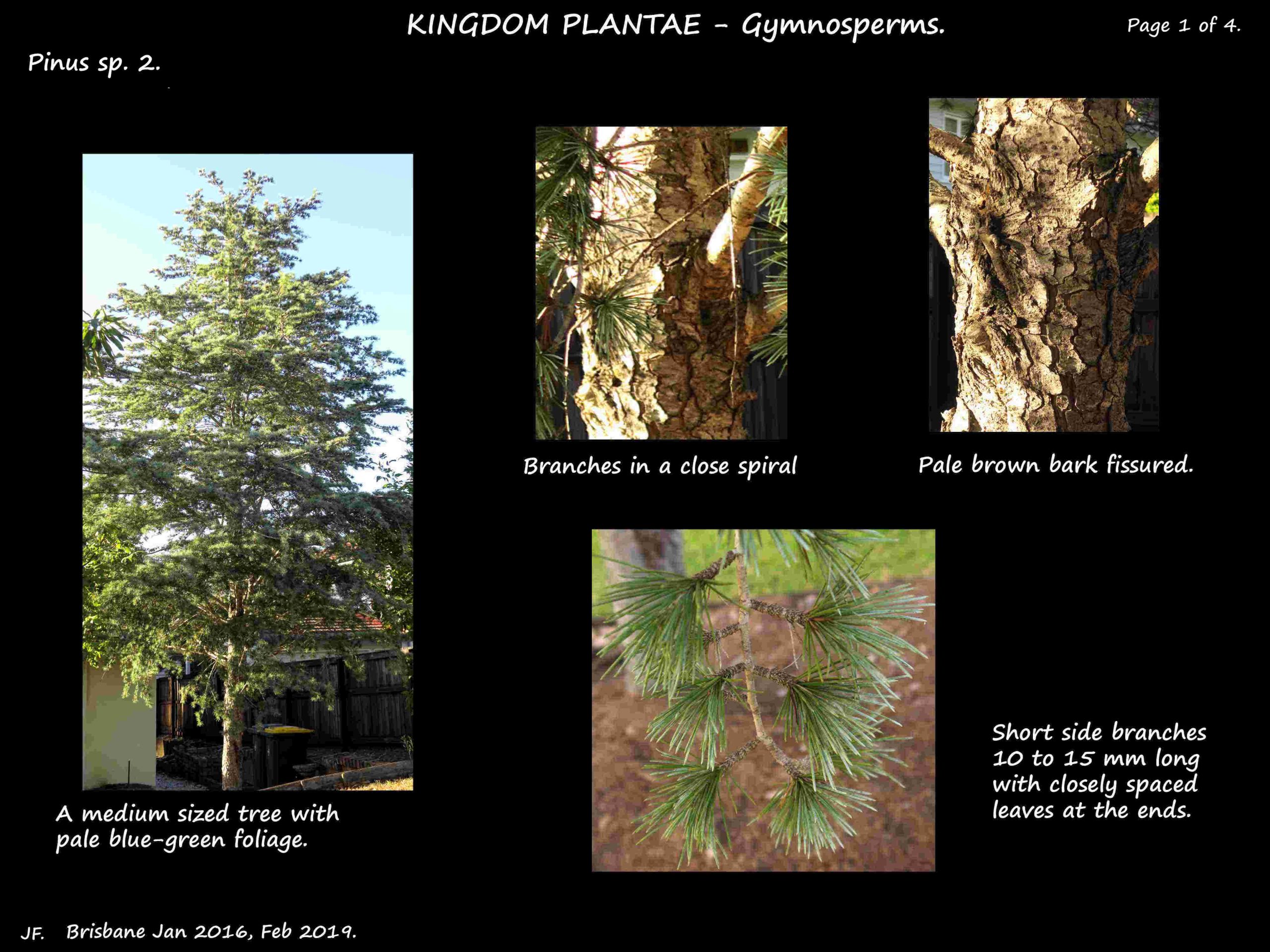 1 Pinus tree, bark & side branches